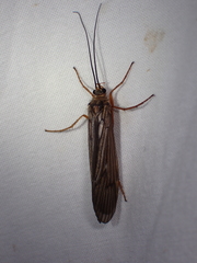 Dicosmoecus