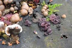 Ascocoryne cylichnium