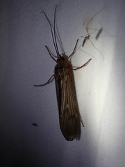Dicosmoecus