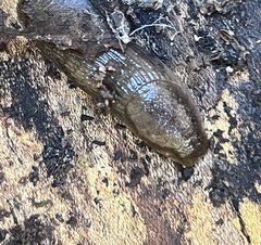 Arion hortensis
