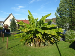 Musa basjoo