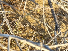 Agama aculeata aculeata