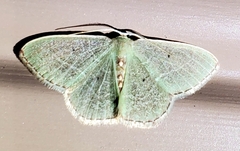 Nemoria lixaria