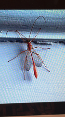 Enicospilus guatemalensis