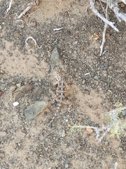 Agama aculeata aculeata