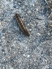 Spodoptera ornithogalli