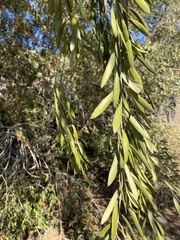 Fraxinus dipetala