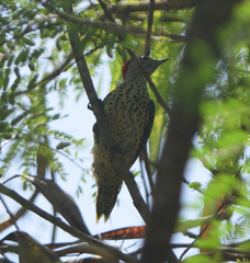 Campethera cailliautii