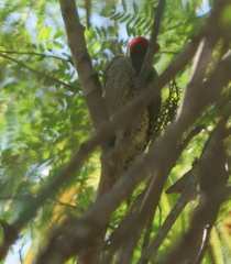 Campethera cailliautii