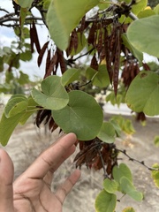 Cercis occidentalis