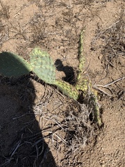 Opuntia oricola