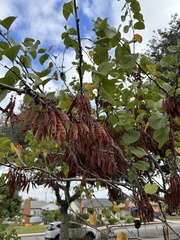 Cercis occidentalis