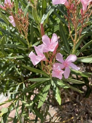Nerium oleander