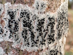 Lecidella elaeochroma