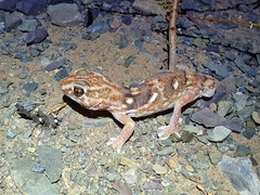 Chondrodactylus angulifer
