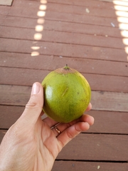 Pouteria lucuma