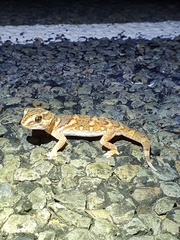 Chondrodactylus angulifer