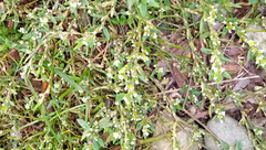 Polygonum