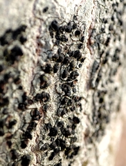 Lecidella elaeochroma