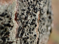 Lecidella elaeochroma