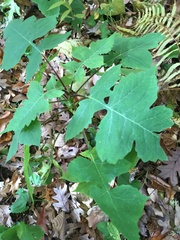 Polymnia canadensis