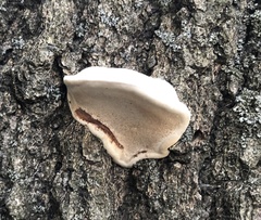Ganoderma megaloma