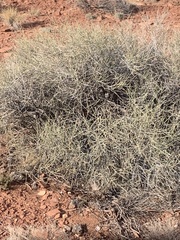 Ephedra torreyana