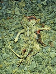 Agama aculeata aculeata