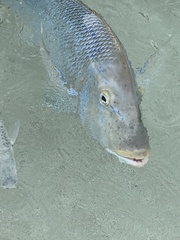 Lethrinus nebulosus