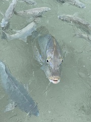 Lethrinus nebulosus