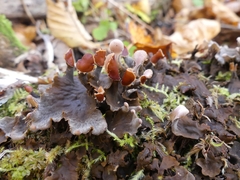 Peltigera polydactylon