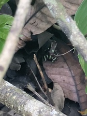 Dendrobates auratus