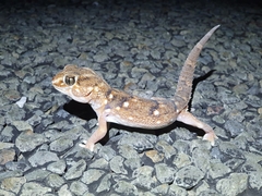 Chondrodactylus angulifer