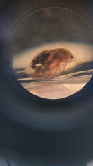 Daphnia magna