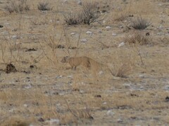 Cynictis penicillata