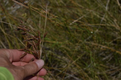 Fimbristylis castanea