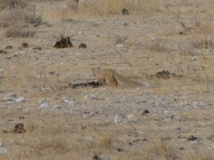 Cynictis penicillata