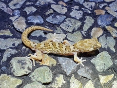 Pachydactylus mariquensis