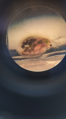 Daphnia magna