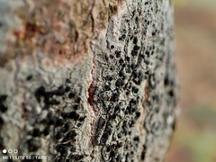 Lecidella elaeochroma