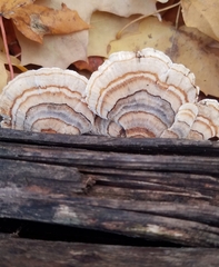 Trametes ochracea
