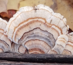 Trametes ochracea