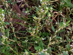 Polygonum