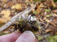 Peltigera polydactylon