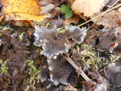 Peltigera polydactylon