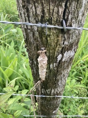 Battus polydamas