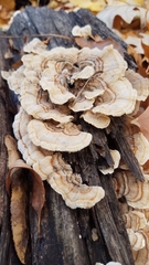 Trametes ochracea