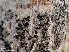 Lecidella elaeochroma