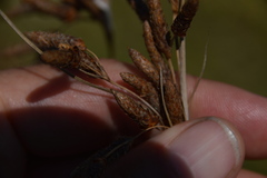 Fimbristylis castanea