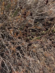 Eriogonum fasciculatum